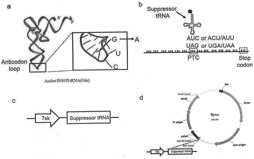 Truncated protein for reading through premature termination codons diseases by using inhibitory transfer ribonucleic acids (tRNAs)