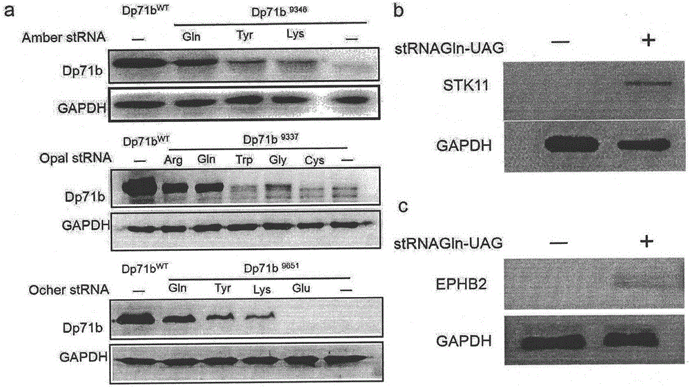 Truncated protein for reading through premature termination codons diseases by using inhibitory transfer ribonucleic acids (tRNAs)