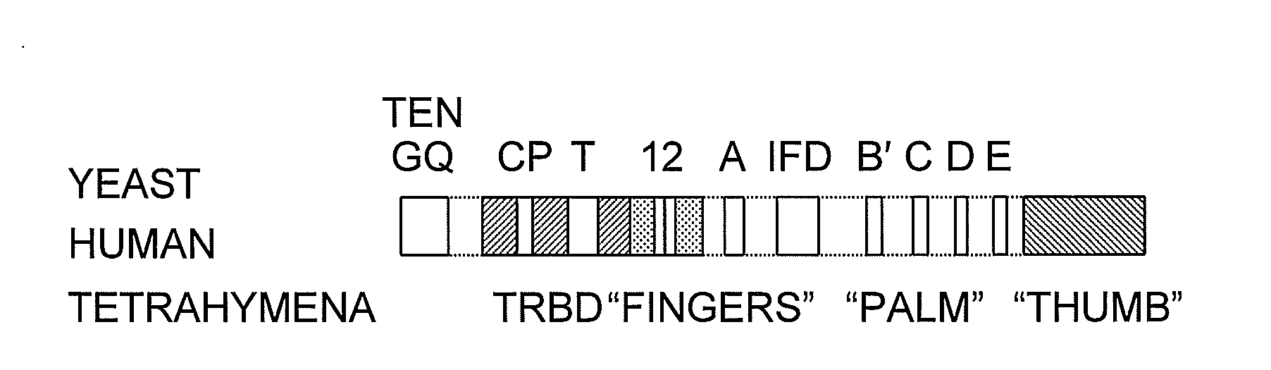 TRBD-Binding Effectors and Methods for Using the Same to Modulate Telomerase Activity