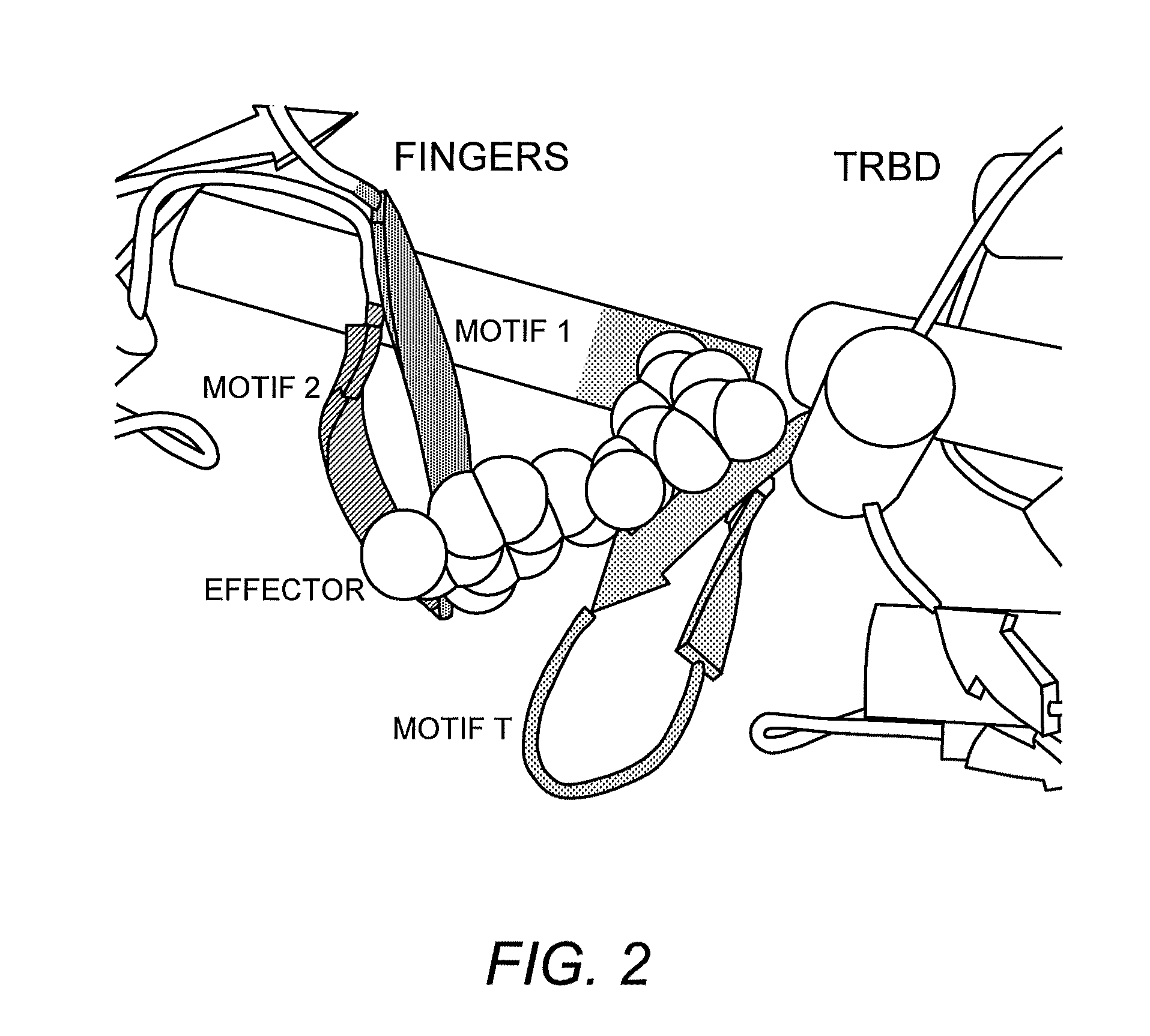 TRBD-Binding Effectors and Methods for Using the Same to Modulate Telomerase Activity