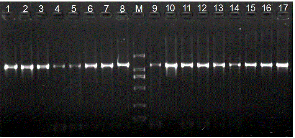 Goby mitochondrion COIII and ND3 gene amplimer, design and amplification method