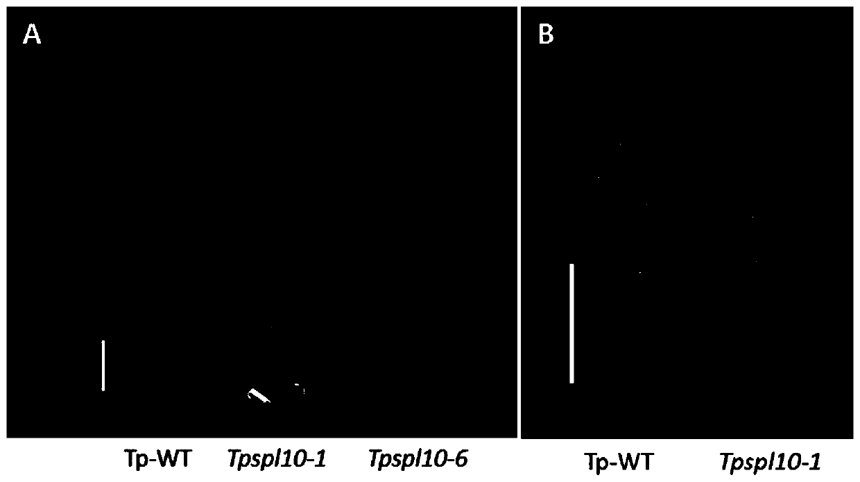 Transcription factor gene Osspl10 of Oryza sativa and application of transcription factor gene Osspl10