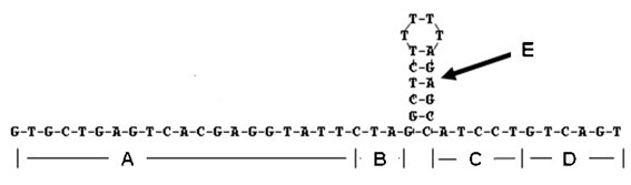 Omega structure oligonucleotide primer for detecting short chain ribonucleic acid (RNA) and application thereof