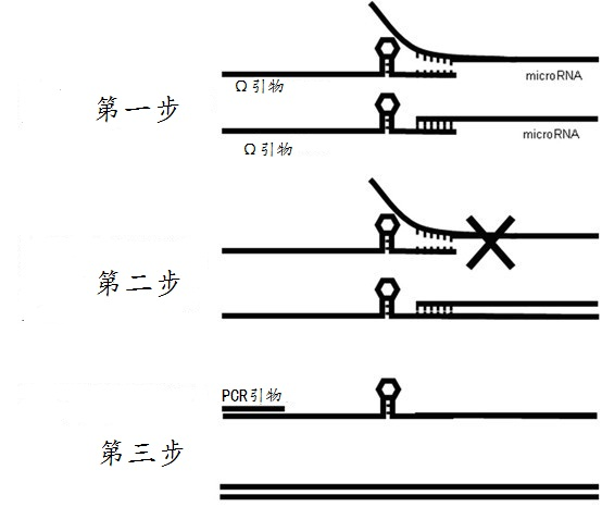 Omega structure oligonucleotide primer for detecting short chain ribonucleic acid (RNA) and application thereof