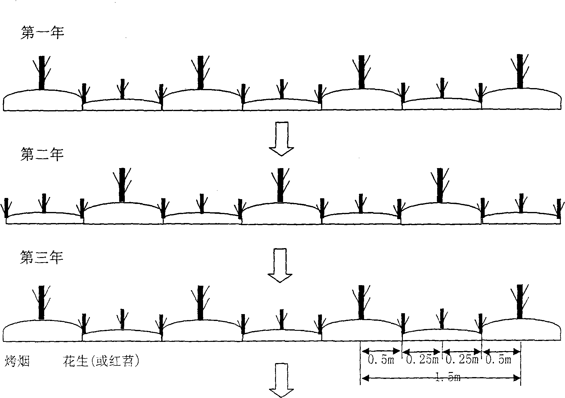 Planting method for conquering the continuous cropping obstacle of cured tobacco