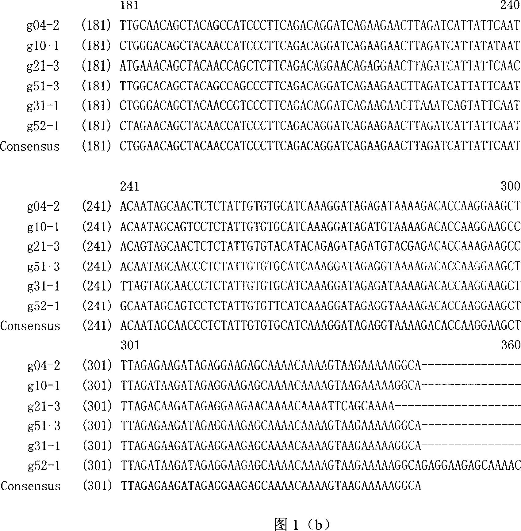 Reconstruction of HIV-1 Chinese epidemic strain gag gene and recombination DNA vaccine thereof