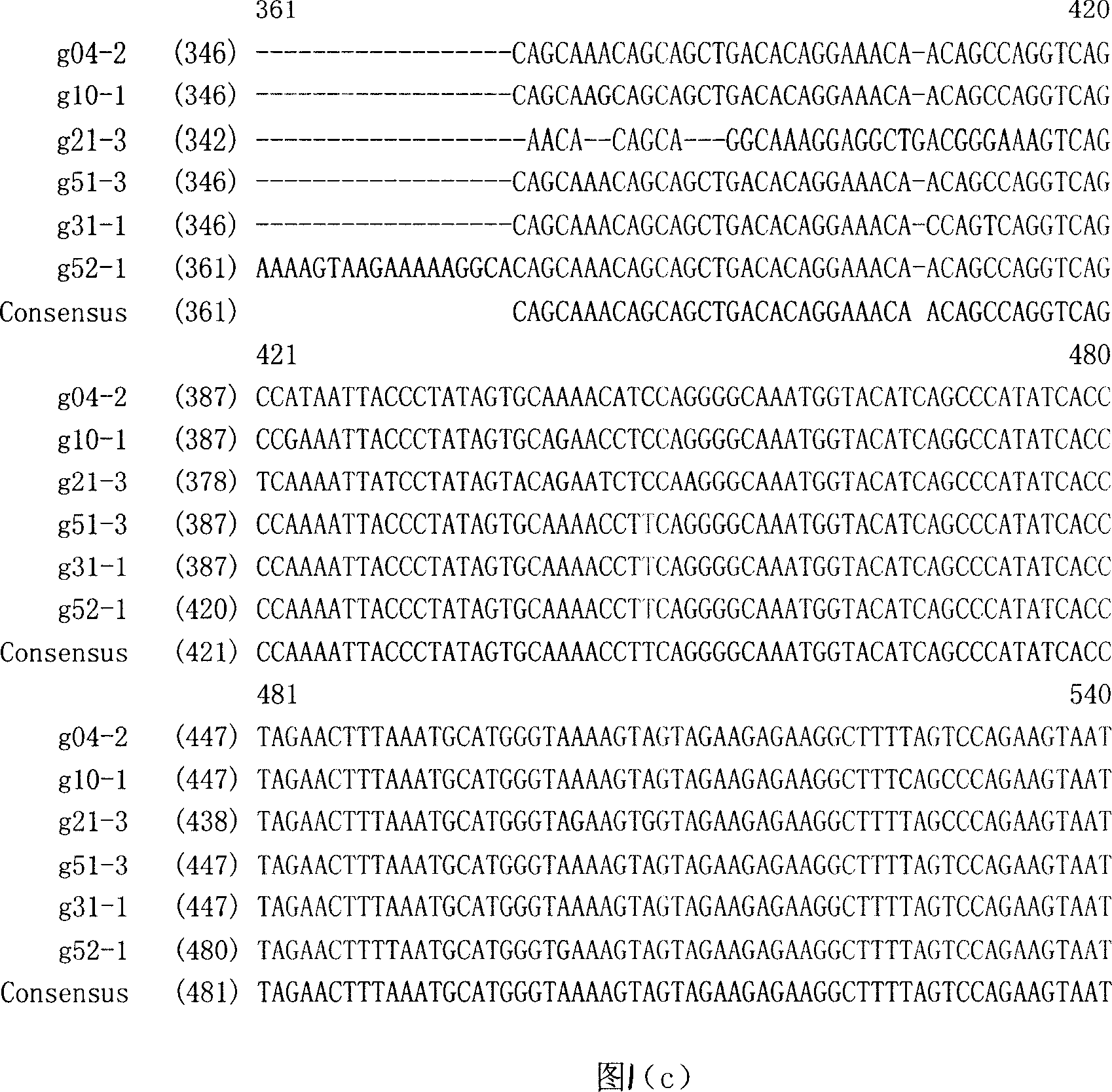 Reconstruction of HIV-1 Chinese epidemic strain gag gene and recombination DNA vaccine thereof