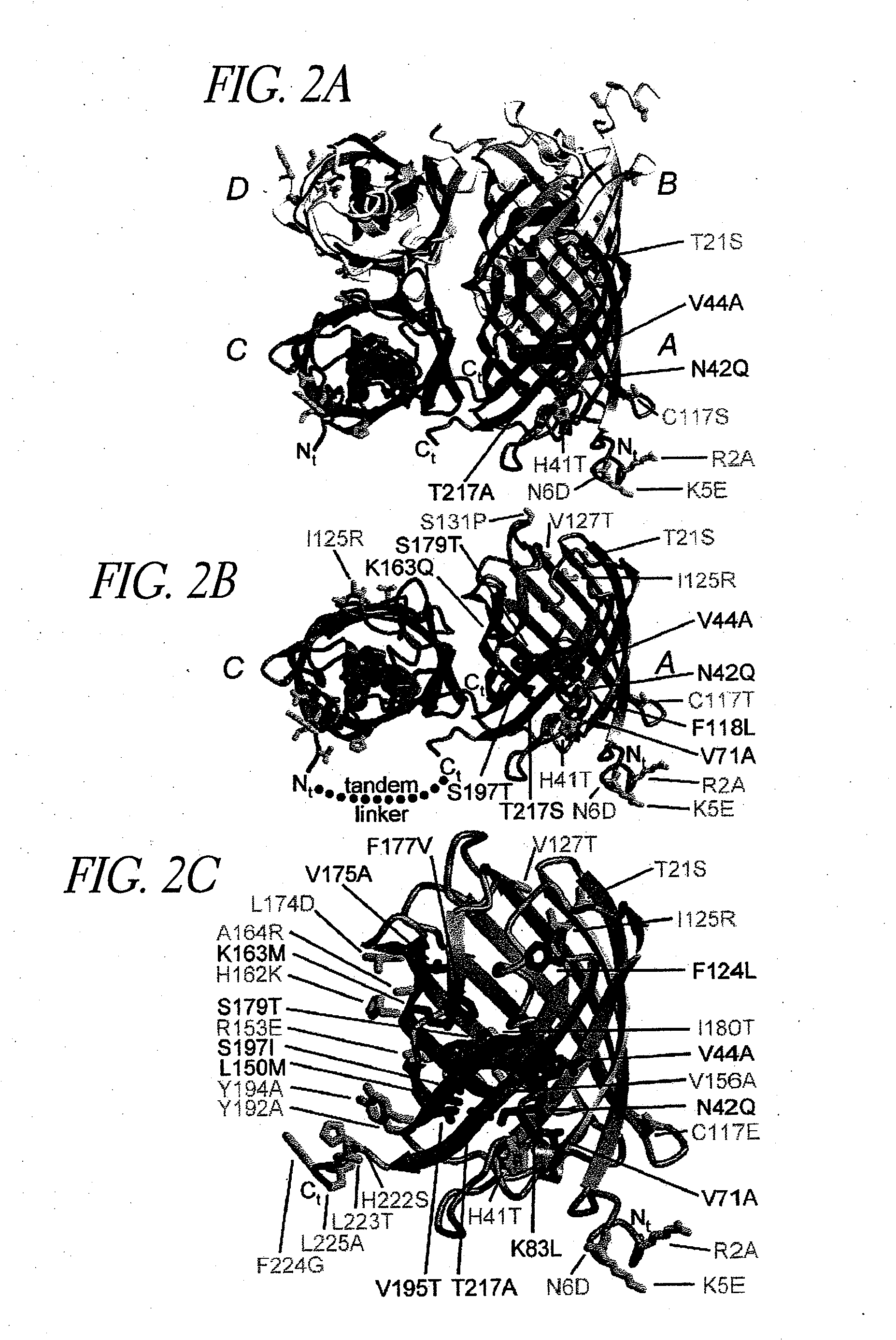 Monomeric and dimeric fluorescent protein variants and methods for making same