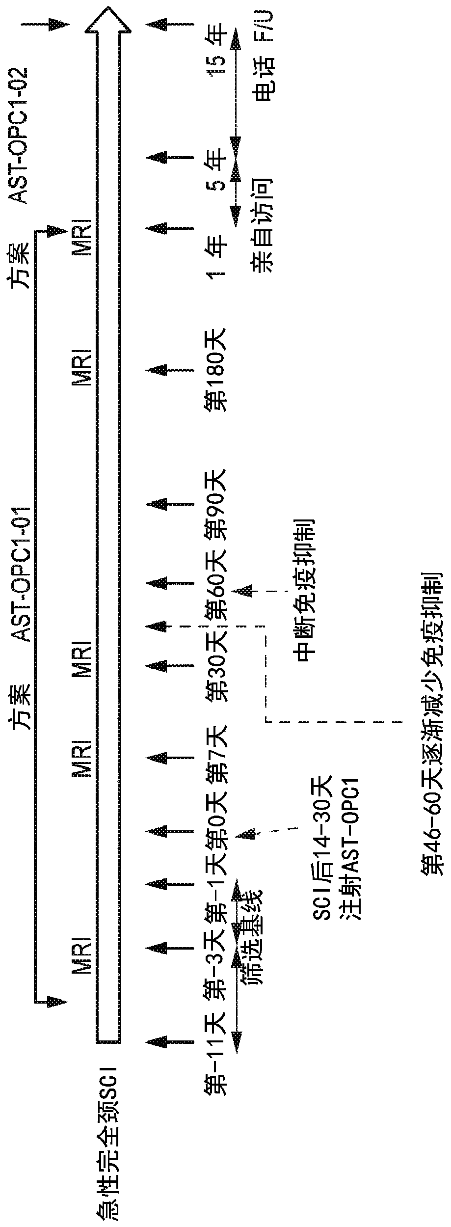 Pluripotent stem cell-derived oligodendrocyte progenitor cells for the treatment of spinal cord injury