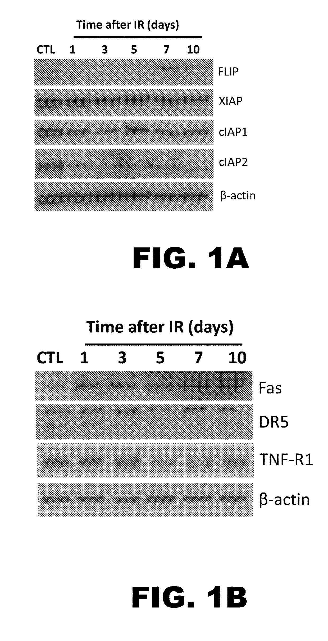 Flip - a selective molecular target of senescent cells
