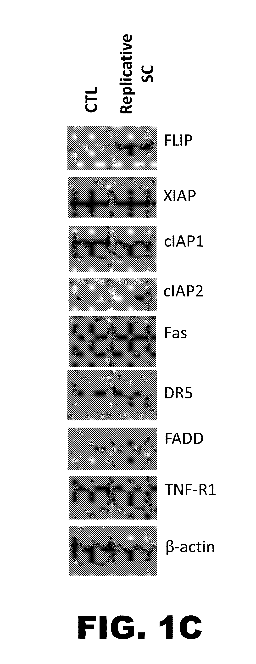 Flip - a selective molecular target of senescent cells