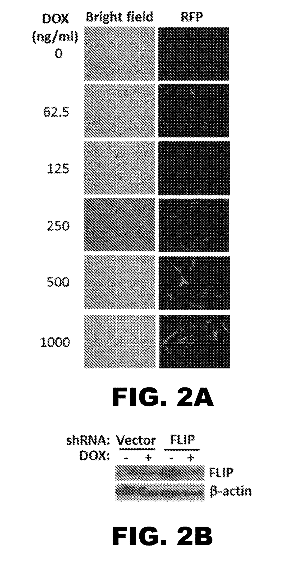 Flip - a selective molecular target of senescent cells