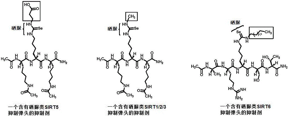 Selenourea warhead and building method thereof