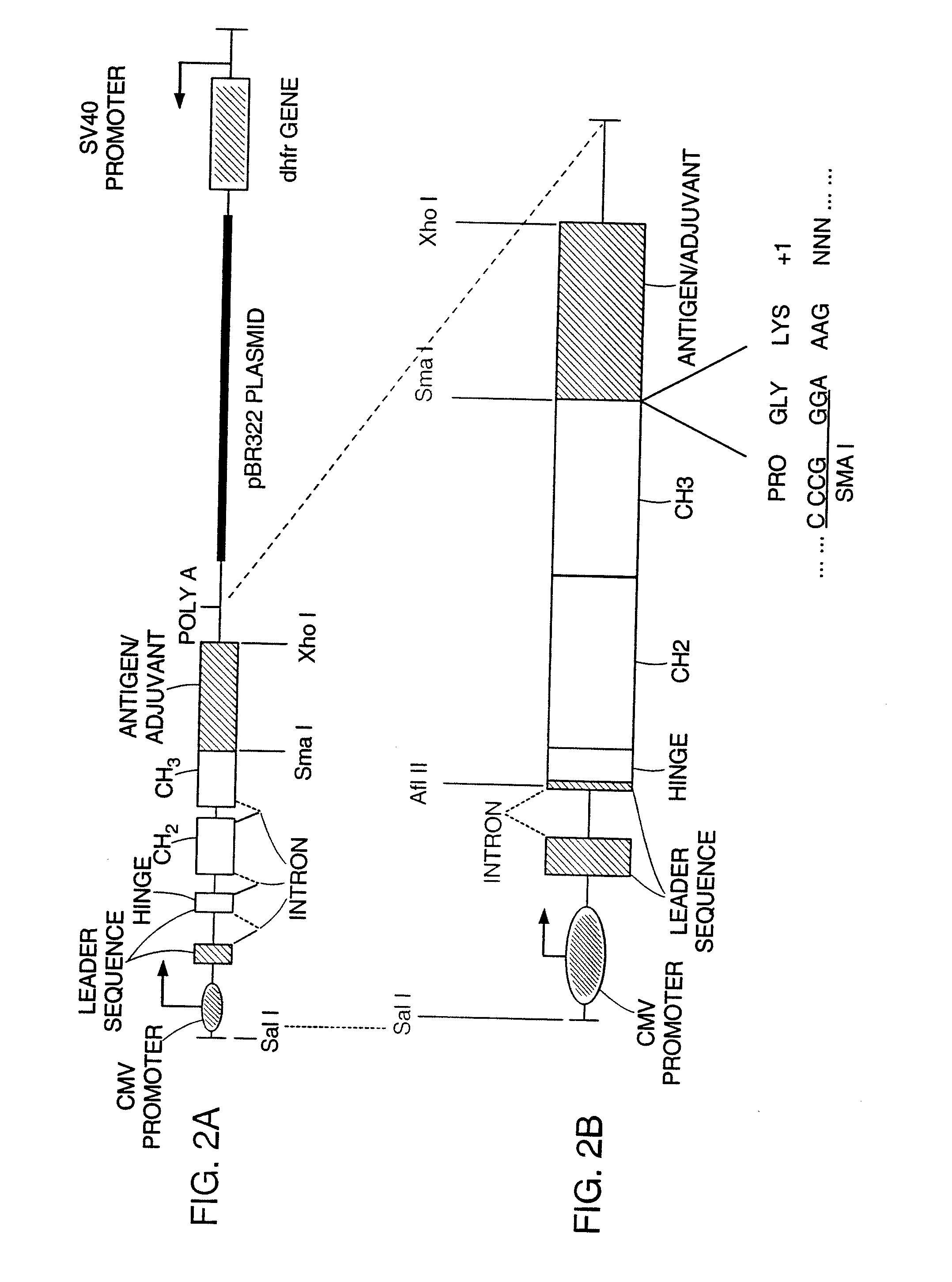 Methods of using Fc-Cytokine fusion proteins