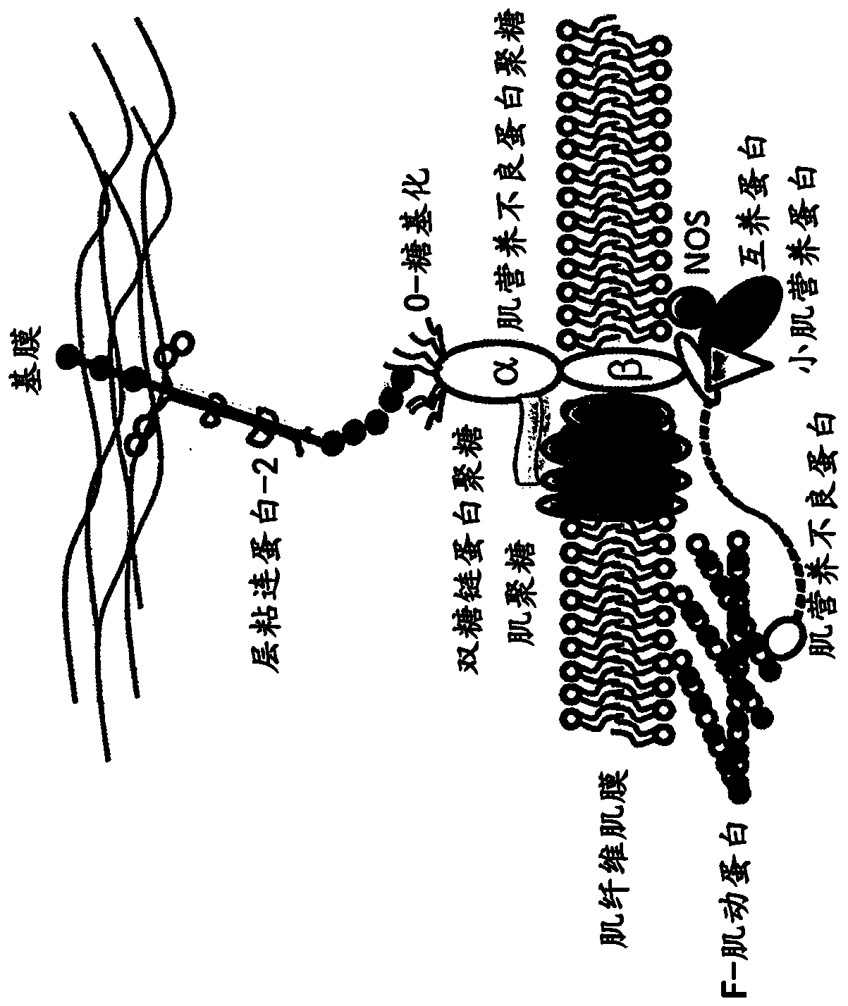 Multispecific binding molecules having specificity to dystroglycan and laminin-2