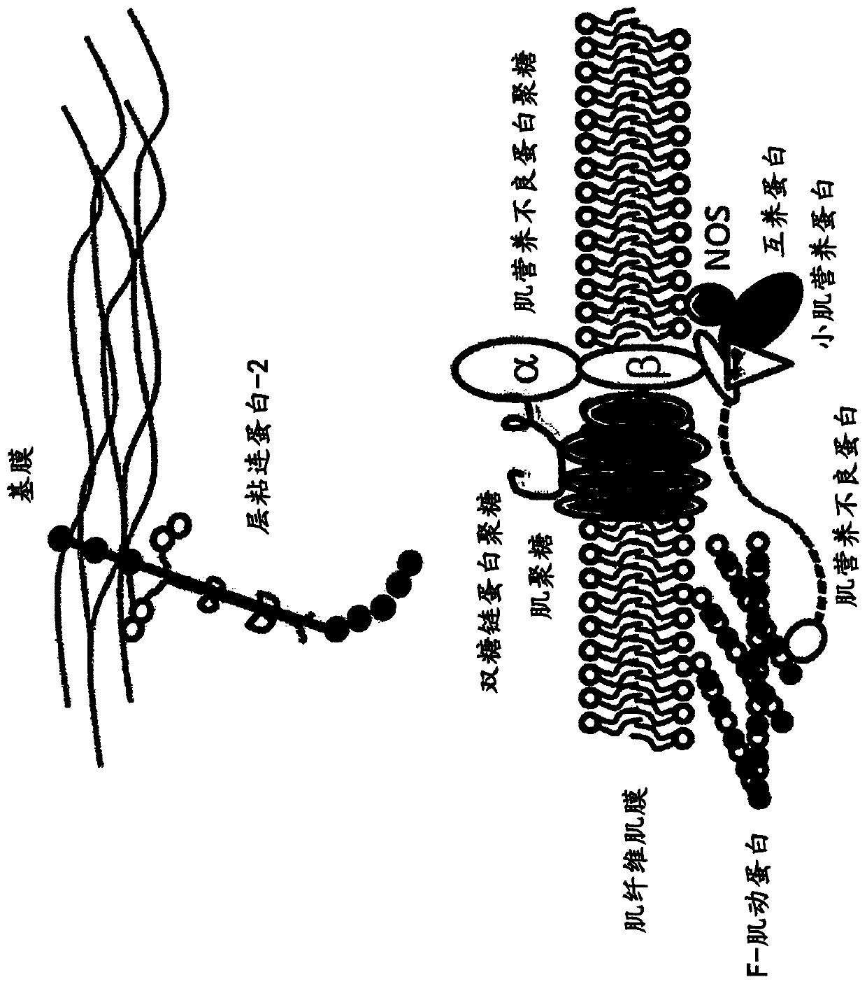 Multispecific binding molecules having specificity to dystroglycan and laminin-2