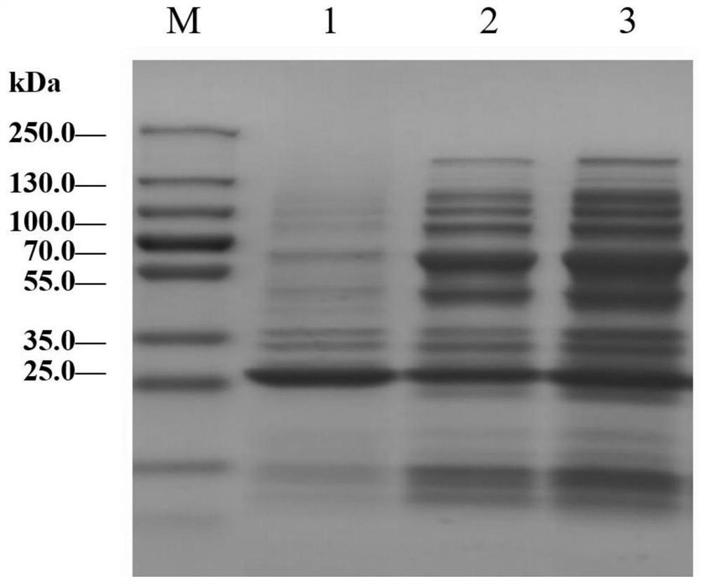 Fermentation medium for Cap protein virus-like particles of porcine circovirus type 2