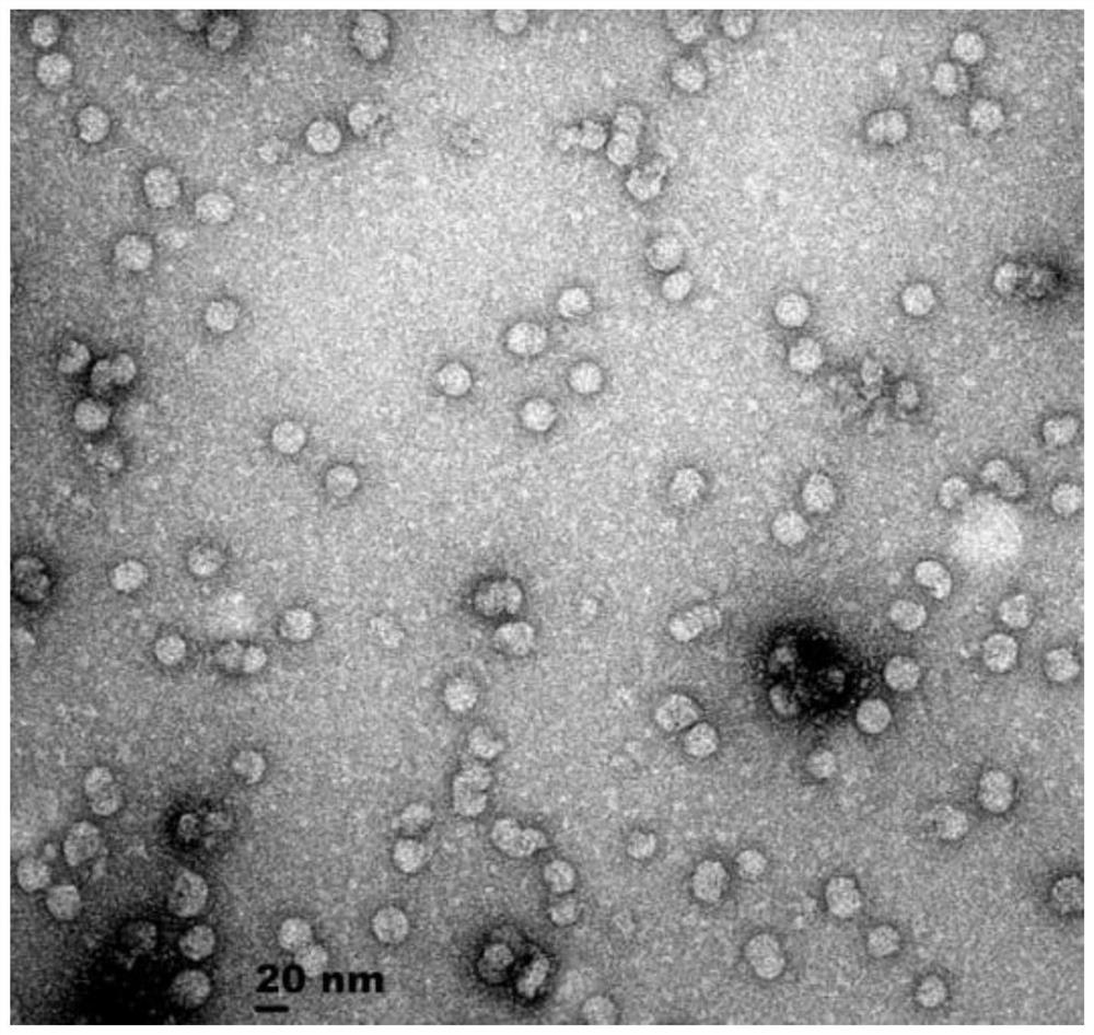 Fermentation medium for Cap protein virus-like particles of porcine circovirus type 2