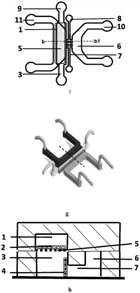 Intestine-kidney system for simulating drug absorption process in vivo based on microfluidic chip