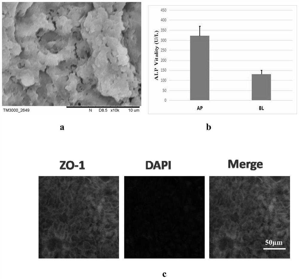 Intestine-kidney system for simulating drug absorption process in vivo based on microfluidic chip