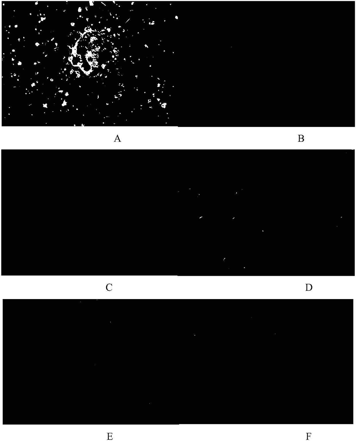 Ctenopharyngodon idellus muscle tissue cell line and application