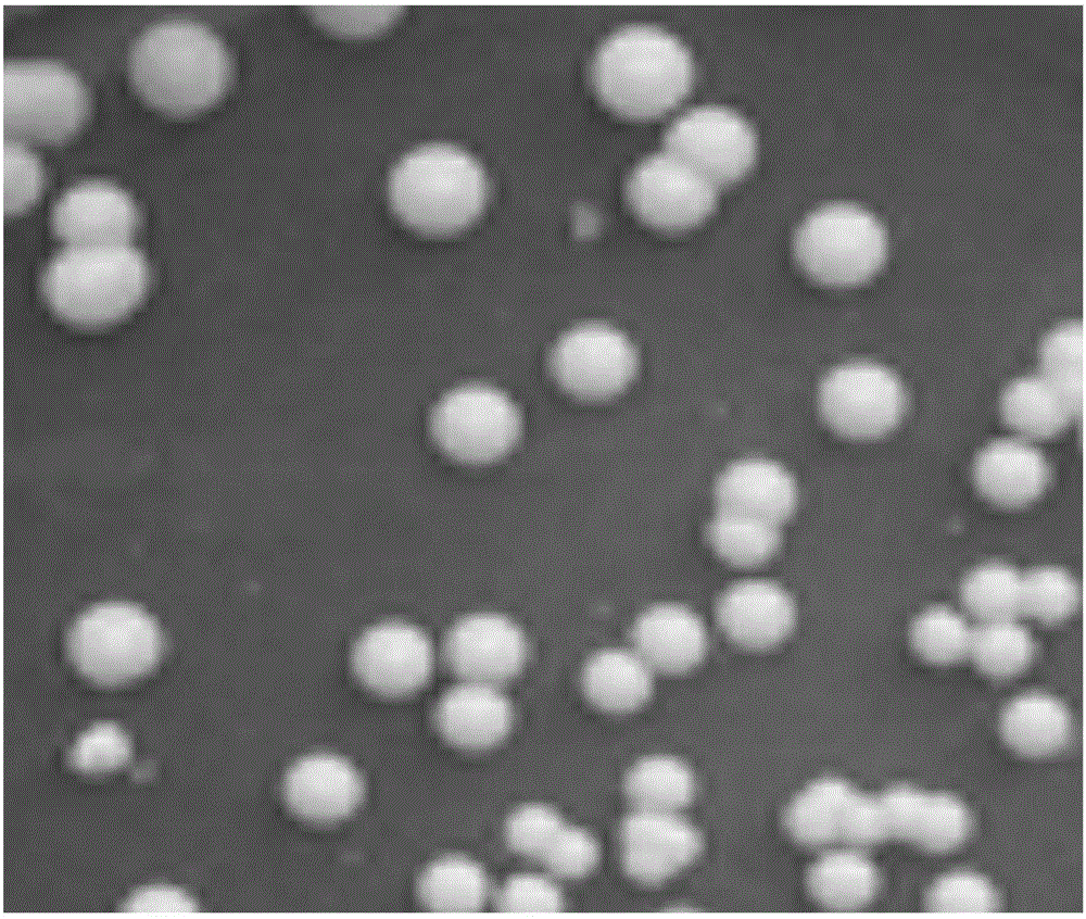 High-producing 3-hydroxypropionaldehyde strain and application thereof to prevention and treatment of digestive tract infection of mammals