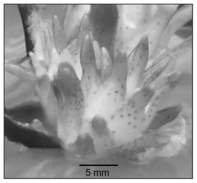 High-temperature detoxification method based on lily scales and leaf tips and application of high-temperature detoxification method