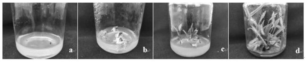 High-temperature detoxification method based on lily scales and leaf tips and application of high-temperature detoxification method