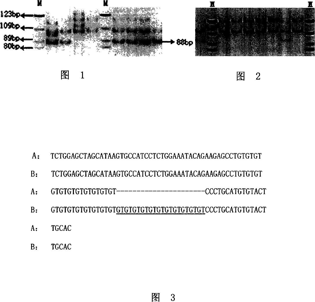 Molecular marker of Wuzhishan pig and its application