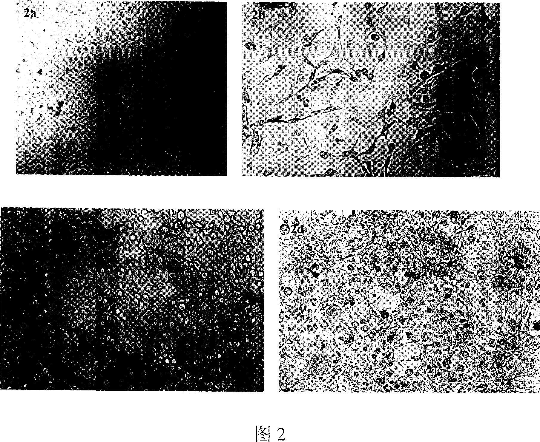 Method for inducing stem cell to liver cell directional diferentiation and use of liver cell