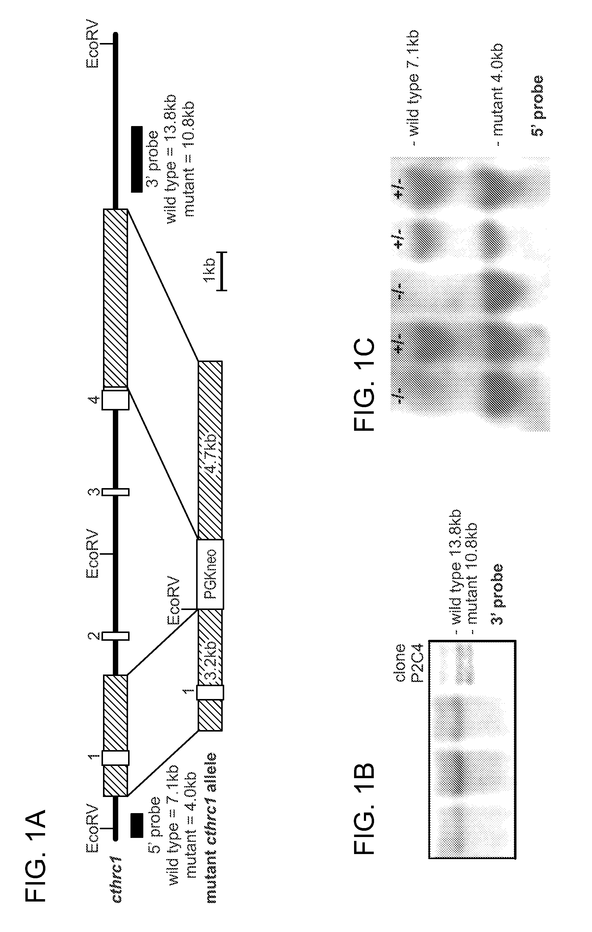 Compositions and methods for the treatment of cardiac and vascular disease