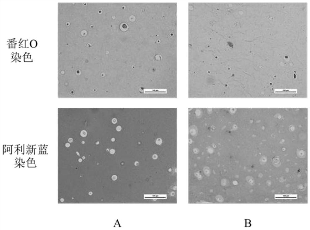 A two-step method to establish an osteoarthritis-like cell model after chondrogenic differentiation of mesenchymal stem cells