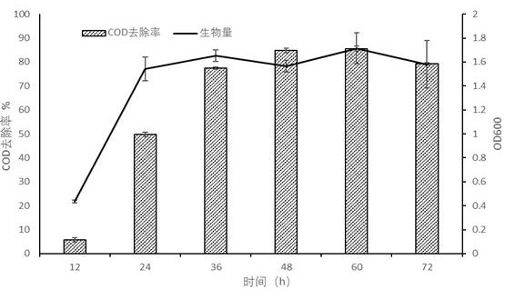 Metschnikowia bicuspidate and method for treating high-salinity wastewater