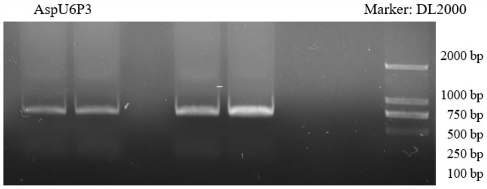 Asparagus U6 gene promoter AspU6p3 and cloning and application thereof