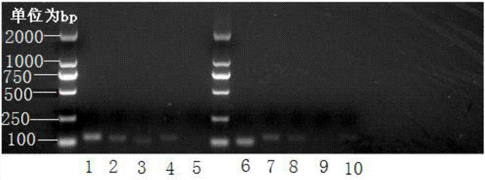 Internal reference gene for melon fruit genet PCR expression analysis, and stability verification method thereof