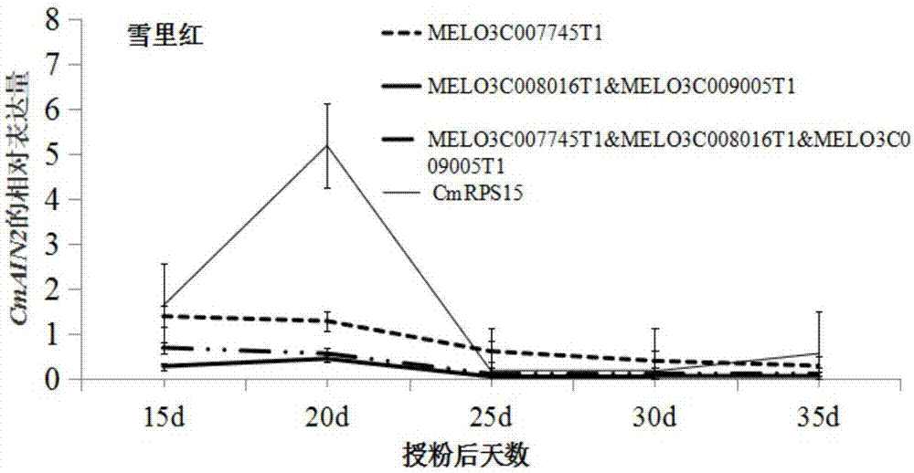 Internal reference gene for melon fruit genet PCR expression analysis, and stability verification method thereof