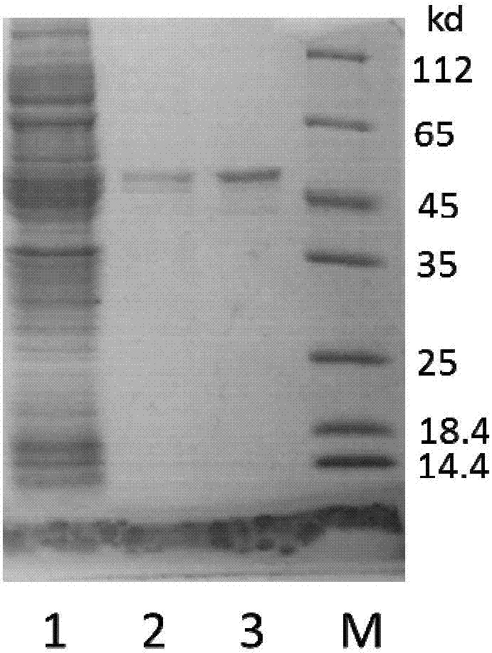 Efficient soluble expression and purification method of Abeta42 in escherichia coli