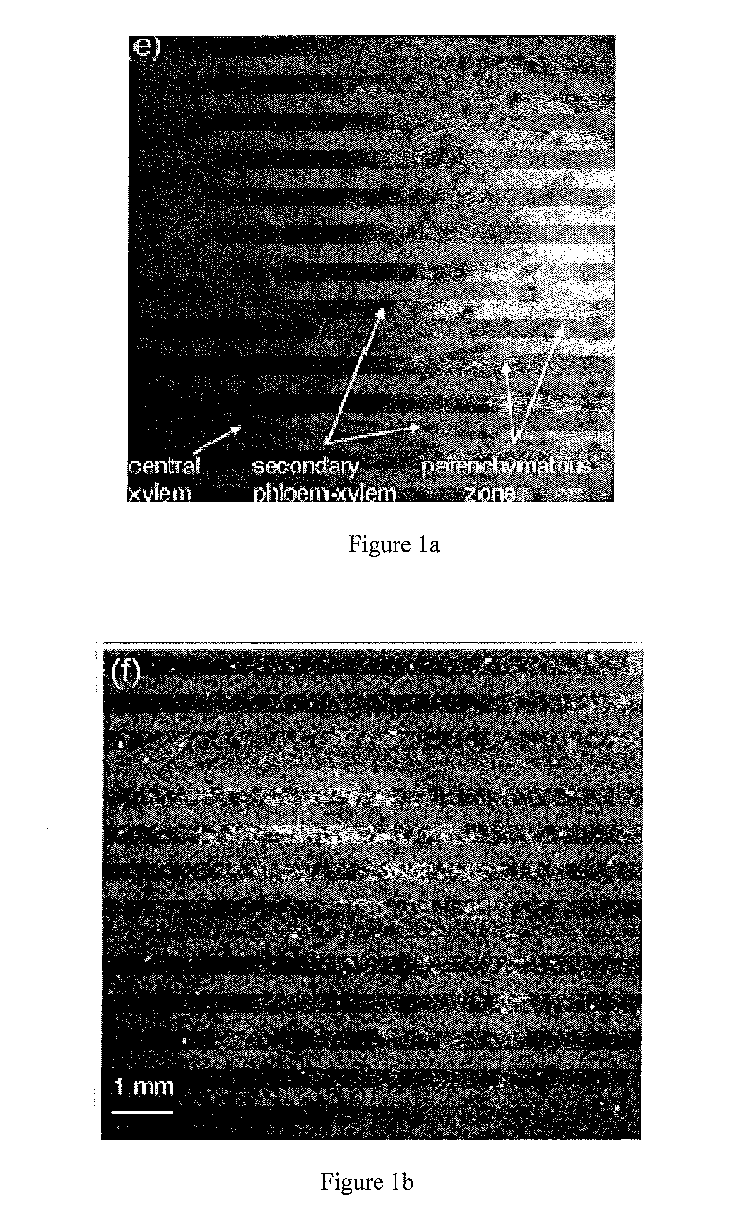 Methods and compositions for altering sugar beet or root crop storage tissue