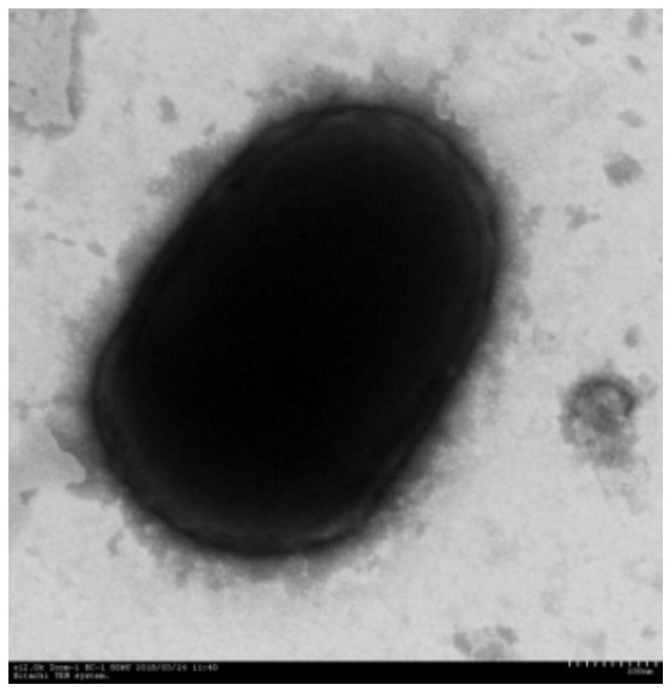 A Pseudomonas strain yg8, seed solution and preparation method and application thereof