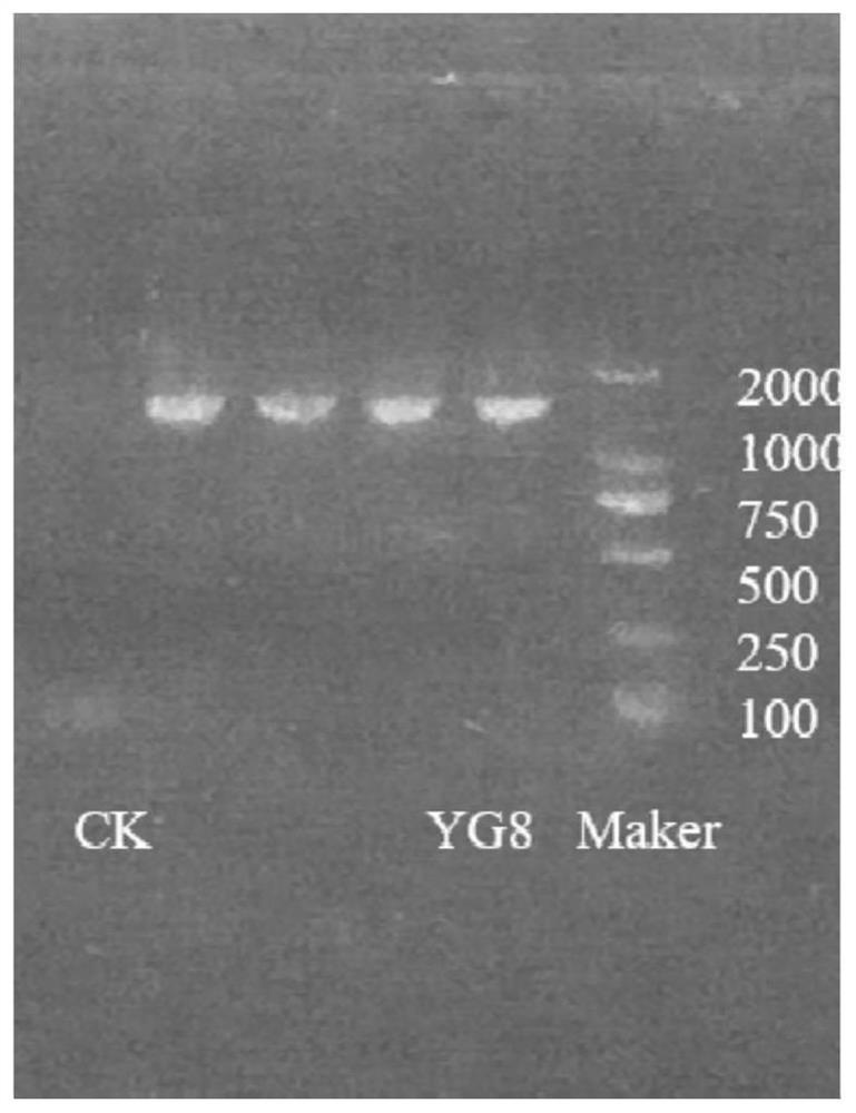 A Pseudomonas strain yg8, seed solution and preparation method and application thereof