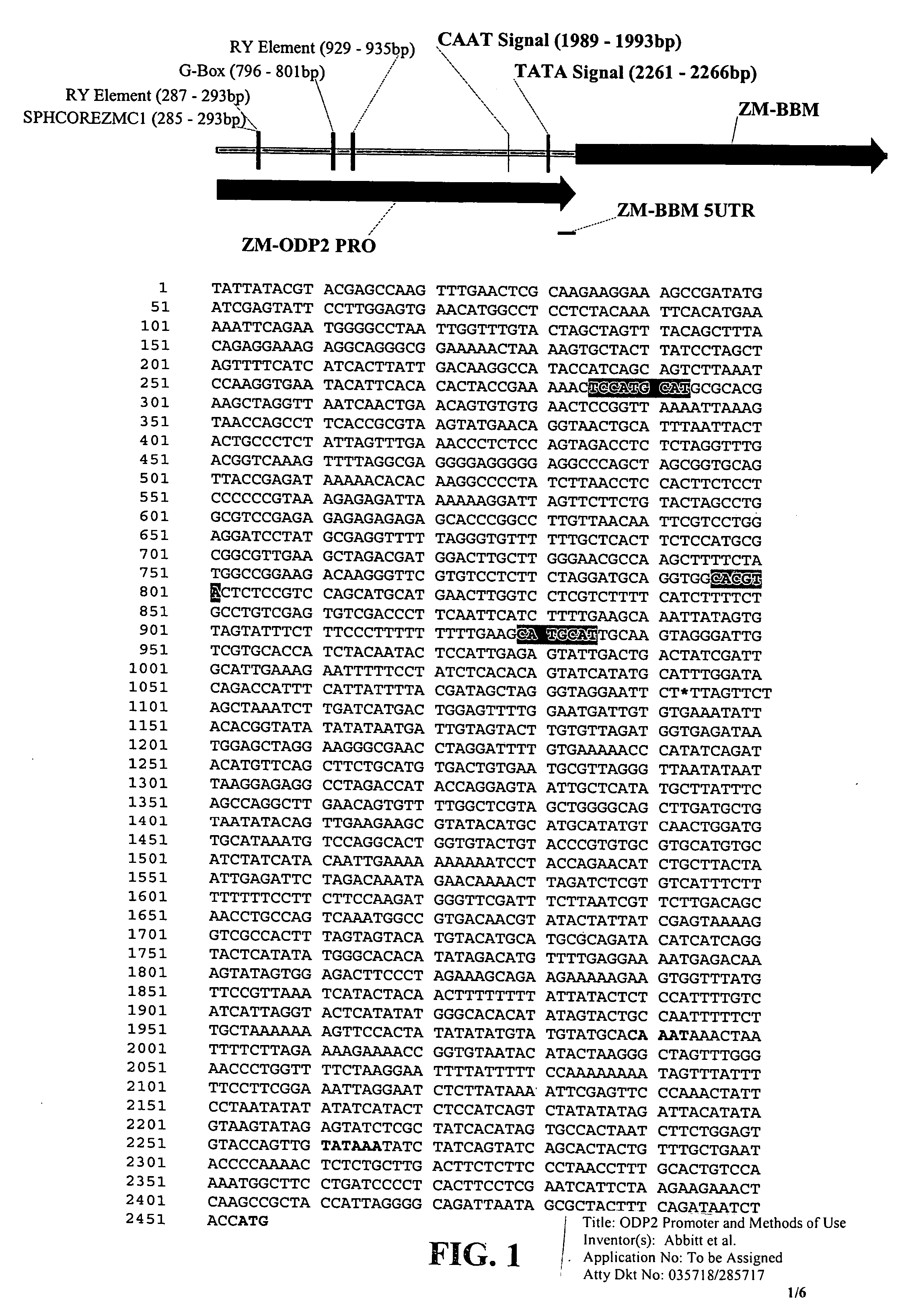 ODP2 promoter and methods of use