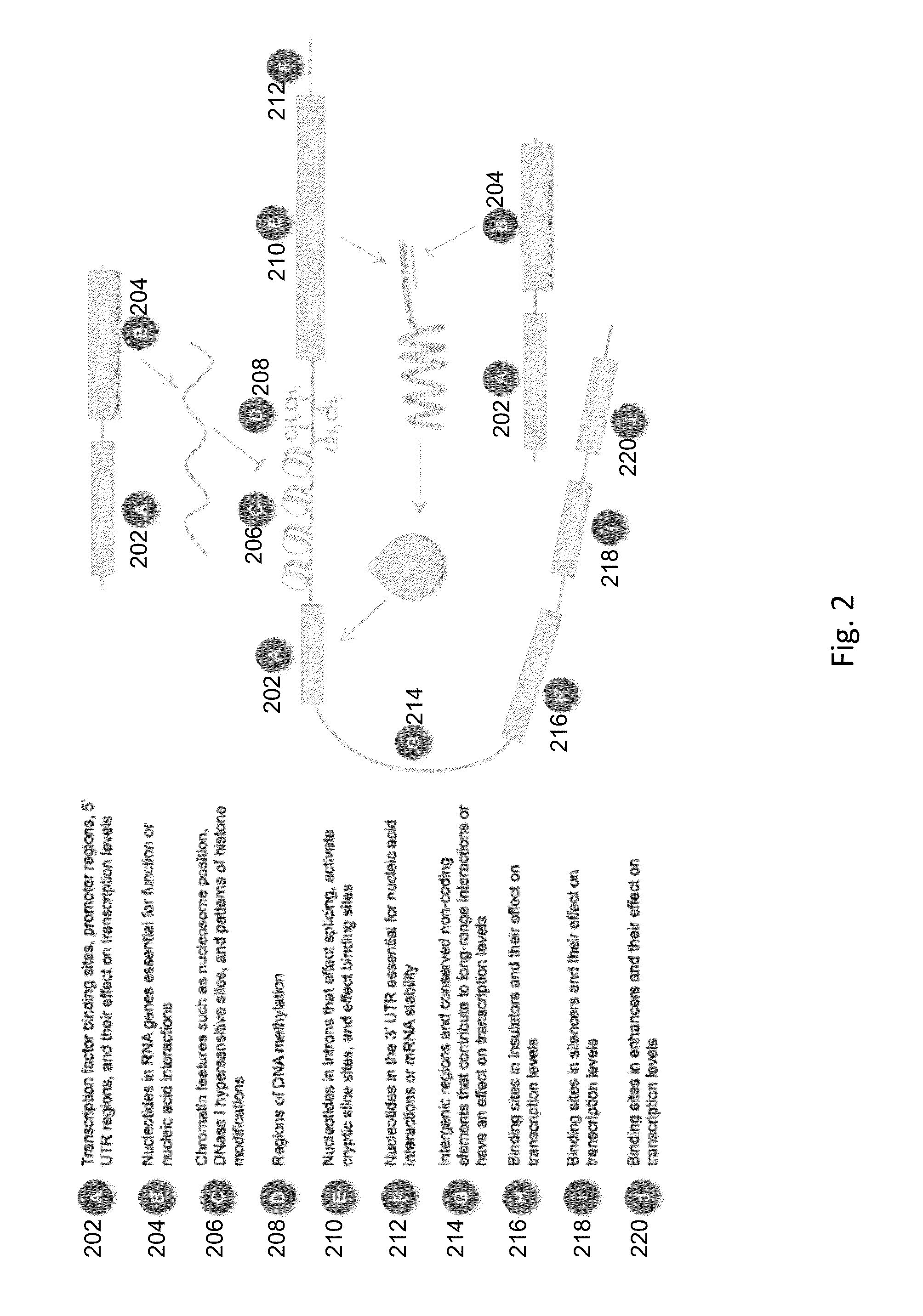 Method and System for the Use of Biomarkers for Regulatory Dysfunction in Disease