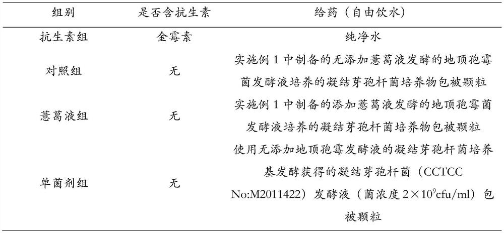 Probiotic composition for preventing and treating poultry diarrhea and application thereof