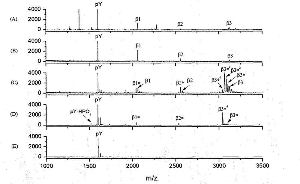 Method for purifying tyrosine phosphopeptide