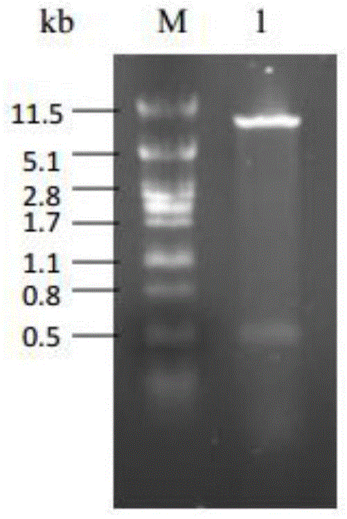 Recombinant expression and application of lactobacillus casei phospholipase A2 gene