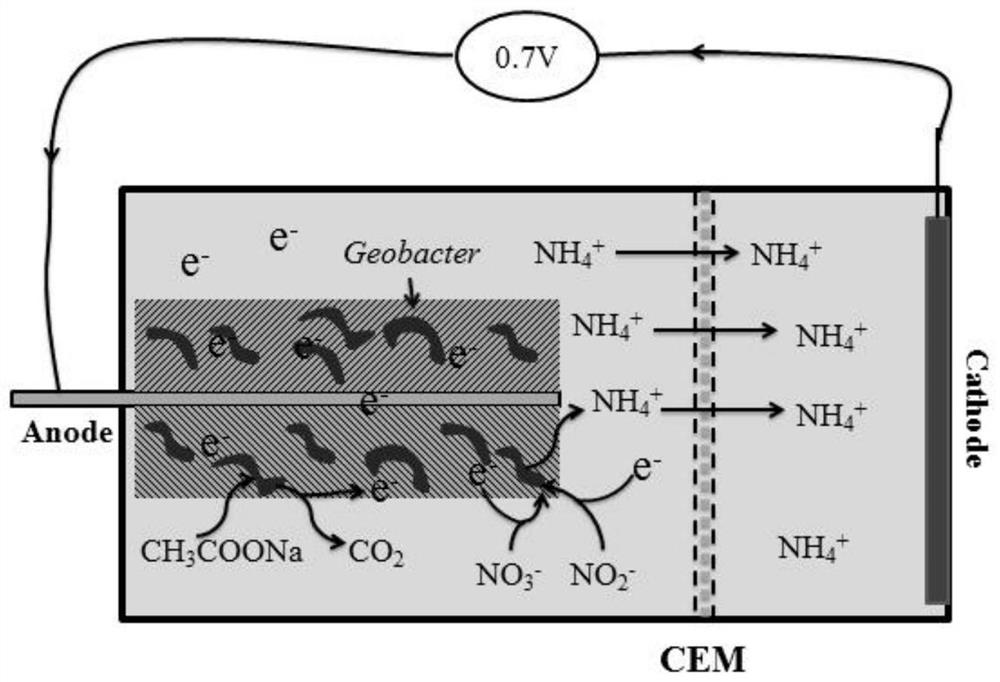 A method for recovering nitrate nitrogen in wastewater by microbial electrochemical ammonification