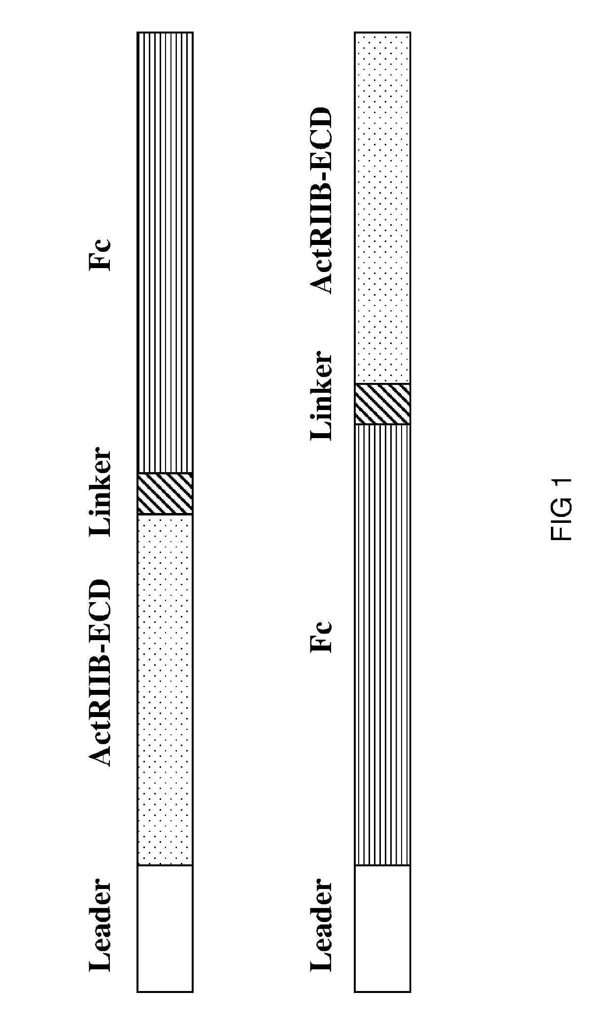 Methods for treating muscle wasting and bone disease using novel hybrid actriib ligand trap proteins