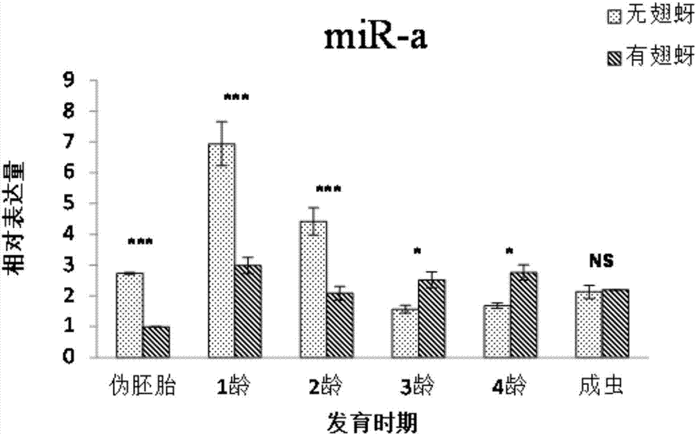 Method for obtaining young winged aphids of macrosiphum avenae in rapid and directional mode