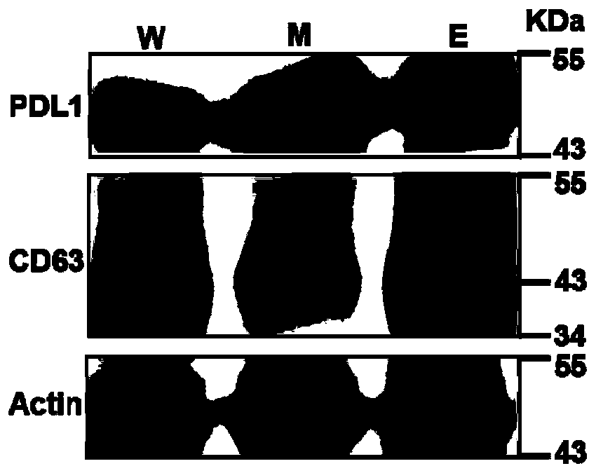 Method of detecting extracellular vesicle surface PD-L1 protein by aptamer of programmed death receptor-ligand 1 (PD-L1)