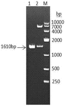 Fused protein composed of sheep interleukin 2, sheep interferon gamma and sheep interferon tau and preparation method of fused protein